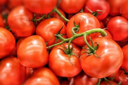 基因改造番茄产生更多维生素D3原