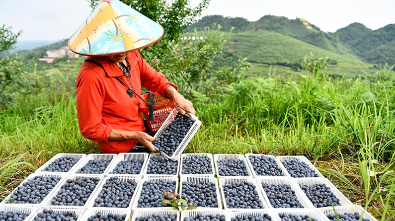 貴州麻江：小藍莓做成大產業