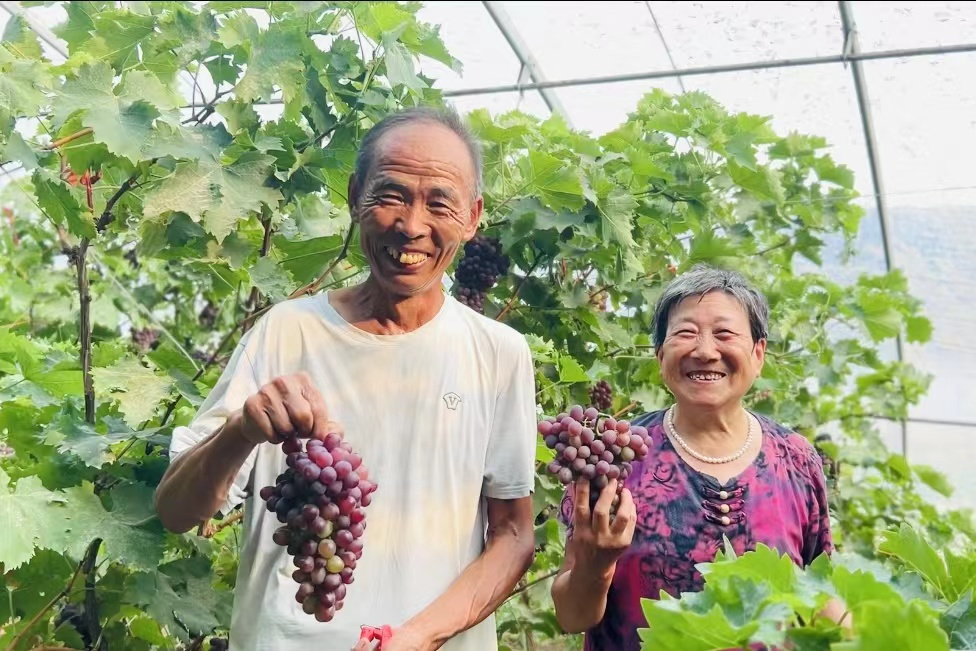 沧州南大港产业园区：科技赋能葡萄种植 乡村振兴动力足 