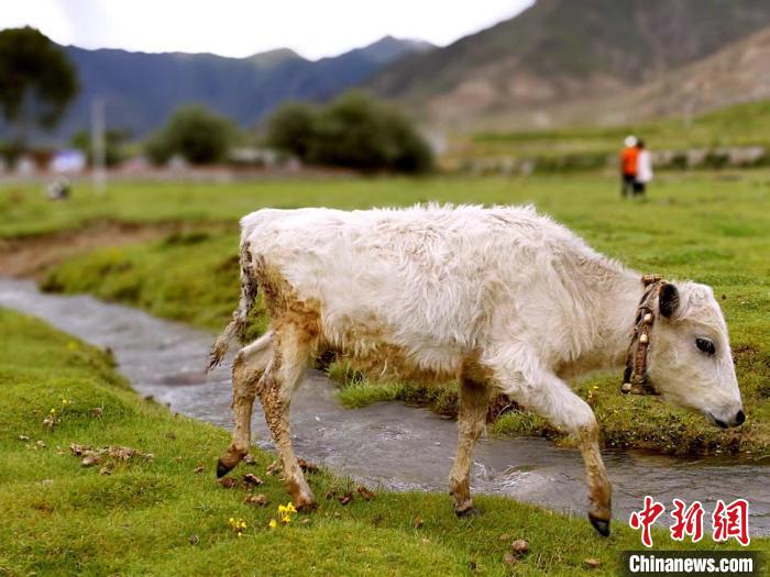 图为堆龙德庆区宇妥沟风景。　赵延 摄