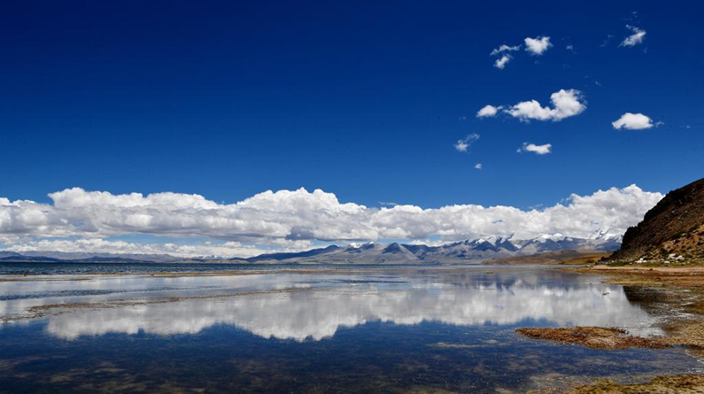 西藏阿里：高原夏日生機盎然 