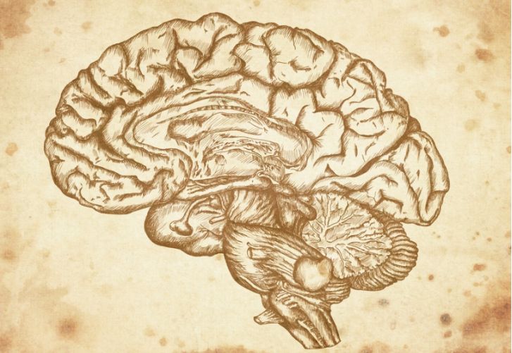 新“脑图”精确定位动物大脑意识