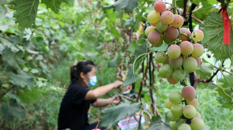 山东滨州：水果产业托起群众致富梦