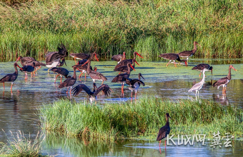 河北宣化：洋河濕地群鳥舞