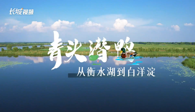 長城專訪 | 青頭潛鴨：從衡水湖到白洋淀