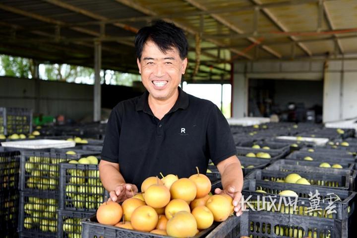 南大港：“生態梨”喜獲豐收 果農游客采摘忙