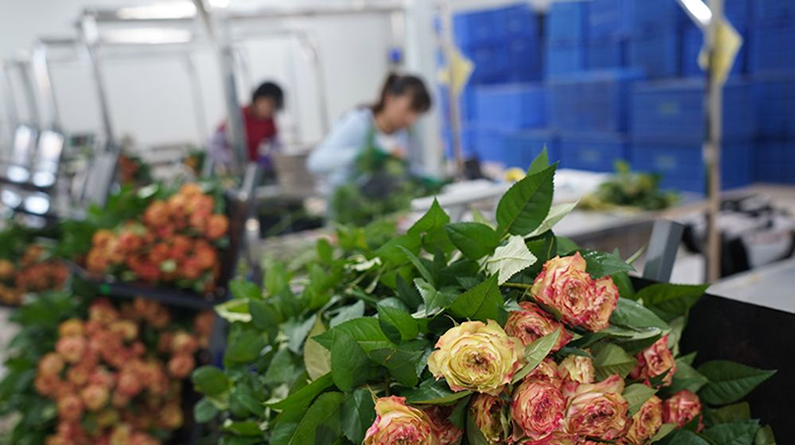 云南姚安：花卉产业助力乡村振兴
