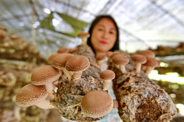 秦皇島：蘑菇撐起致富“傘” 小山村走上生態路