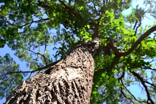 微视频｜迁安：保护古树名木 守护“绿色乡愁”