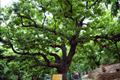 邢台市发布倡议书保护古树名木