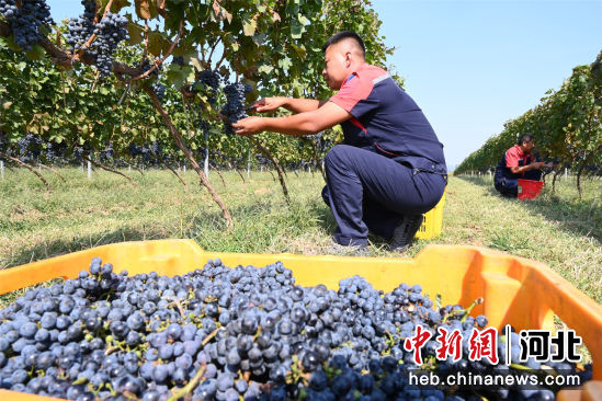 河北昌黎：酿酒葡萄进入收获季