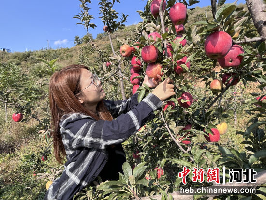 游客采摘苹果。 李金璐 摄