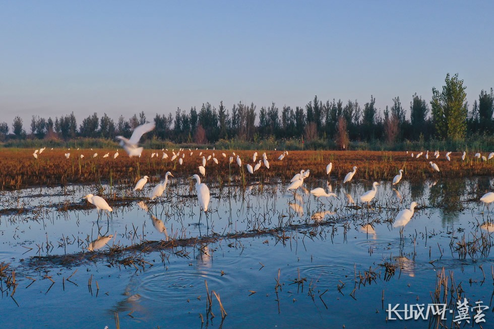 雄安安新縣對6個鳥類棲息地進行保護管理