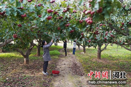 在河北省遵化市党峪镇西山口村山楂种植基地，果农正在采摘山楂。 作者 徐志刚