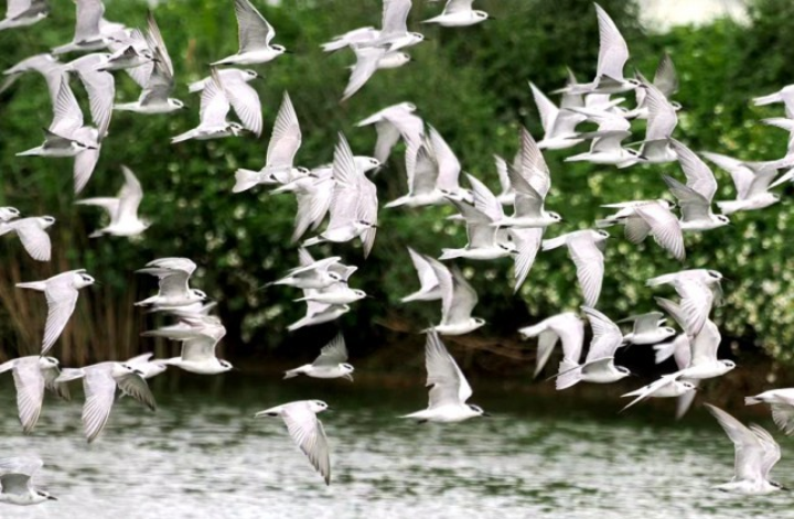漫天飞舞的灰翅浮鸥掠过水面。卢刚摄