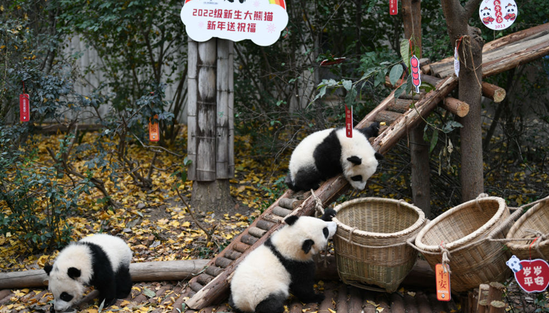 大熊貓寶寶迎新年