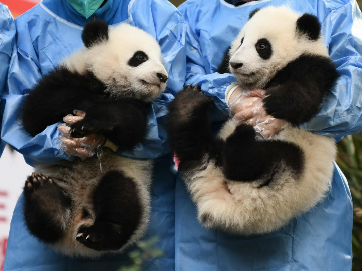 大熊猫宝宝迎新年