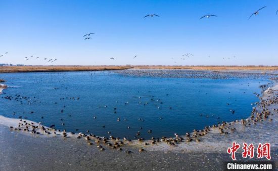 春节期间，鸟儿们在衡水湖“过年”。　陈康 摄