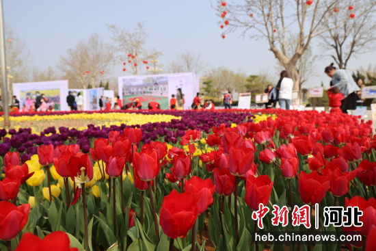 郁金香花开，俏丽争艳。 齐红雨 摄