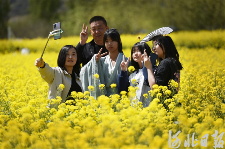 石家庄的油菜花海已上线，满目金黄，快来打卡6.jpg