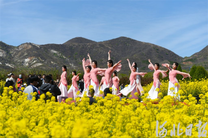 石家庄的油菜花海已上线，满目金黄，快来打卡5.jpg