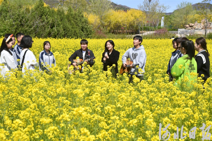 石家庄的油菜花海已上线，满目金黄，快来打卡3.jpg