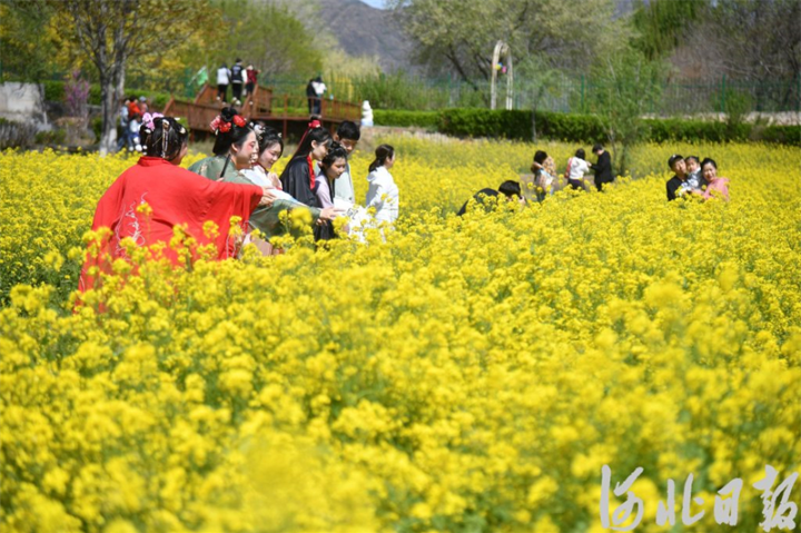 石家庄的油菜花海已上线，满目金黄，快来打卡2.jpg