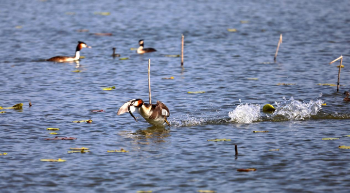 衡水湖的鸟儿们在捕食。 王铁良摄