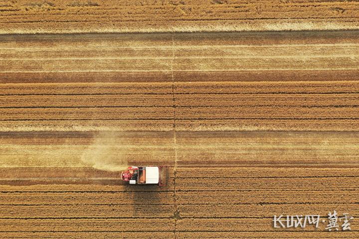 玉田：48萬畝小麥“開鐮”收割
