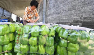 ​生鲜果蔬进京 闯市场见效益！河北品牌农产品北京“六进行动”搭建起产销对接桥梁