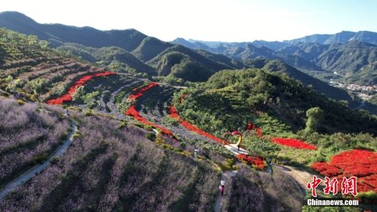 9月12日，航拍高山花海。