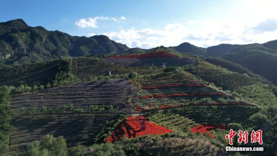 9月12日，航拍高山花海。 中新社记者 翟羽佳 摄