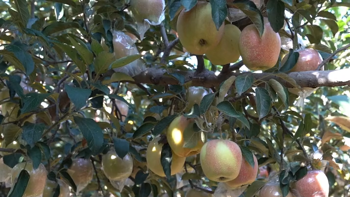 石家庄藁城区：苹果挂枝头 丰收正当时