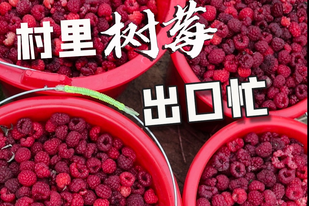 辛集：種植樹莓帶動村民增收