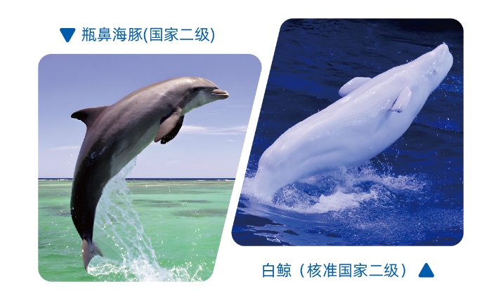 科普视频丨海豚与白鲸的区别