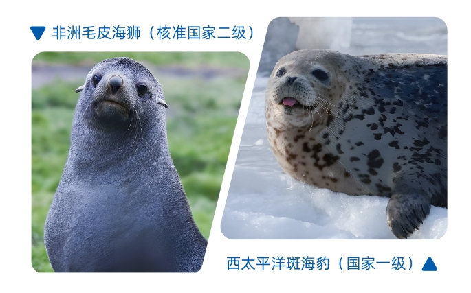 科普视频丨毛皮海狮与斑海豹的区别