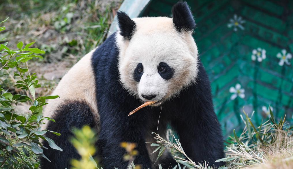 重慶永川：四只大熊貓正式與游客見面