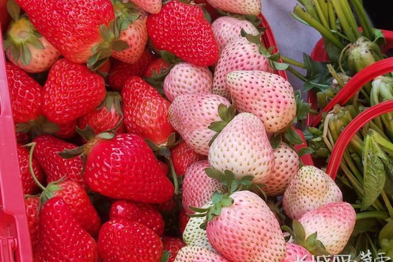 沽源县：小草莓种出“莓”好未来