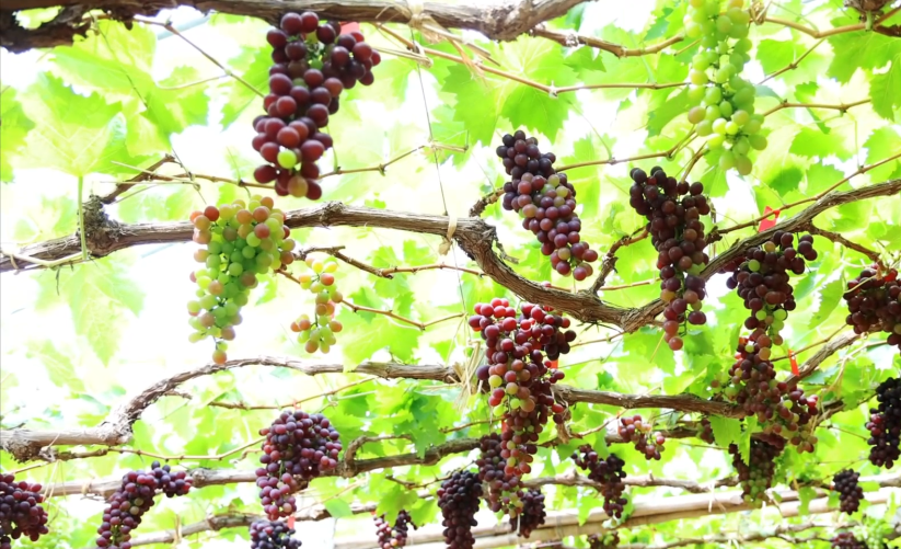 河北卢龙：葡萄种植助推乡村振兴