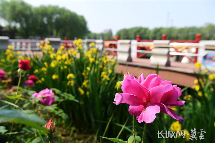 邯郸广平： 月季花开香满城