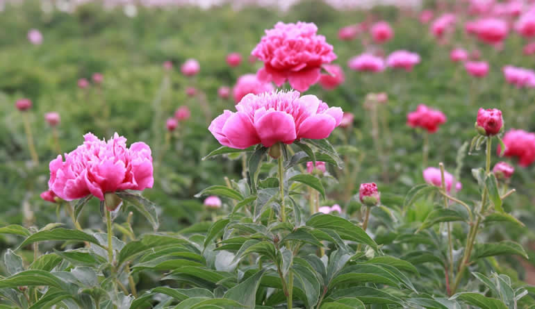 河北故城：芍药花开迎客来