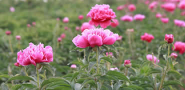 河北故城：芍药花开迎客来