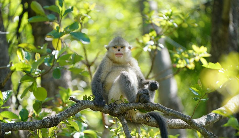  Yunnan snub nosed monkeys enjoy the happy time in summer