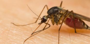 阻断蚊虫传播病毒有了新方案