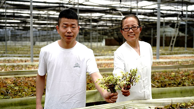  Shanghai Holds "Dendrobium Immortal Flower Cultural Festival"