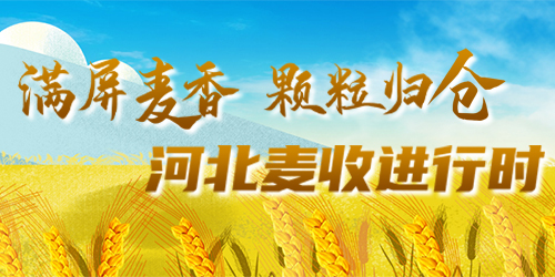  When Manping Maixiang Granules are returned to the warehouse, Hebei wheat harvest is in progress