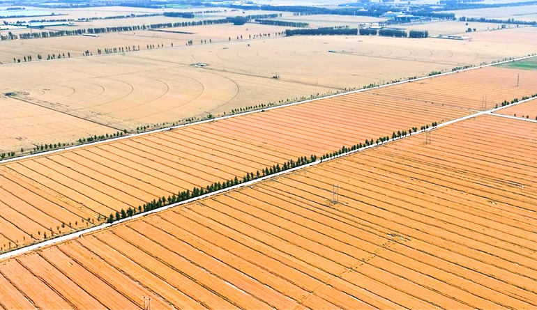 千城胜景丨河北宁晋：93万亩小麦正丰收