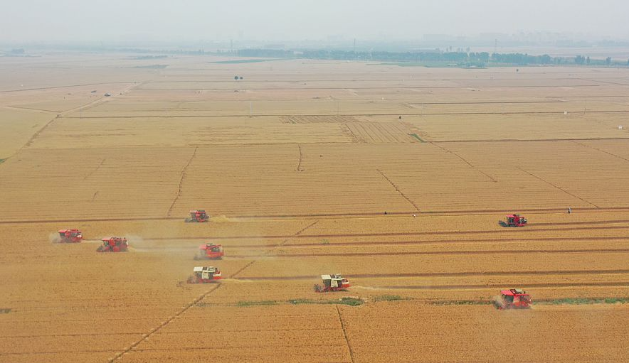  Machine harvest "competition" to reduce losses "granary in northern Henan" to welcome the harvest