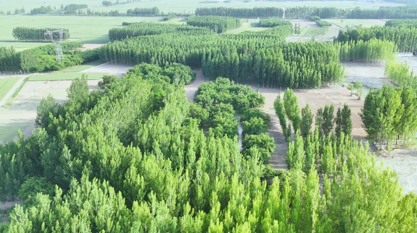 河北獻縣：百年古桑林 煥發(fā)新生機