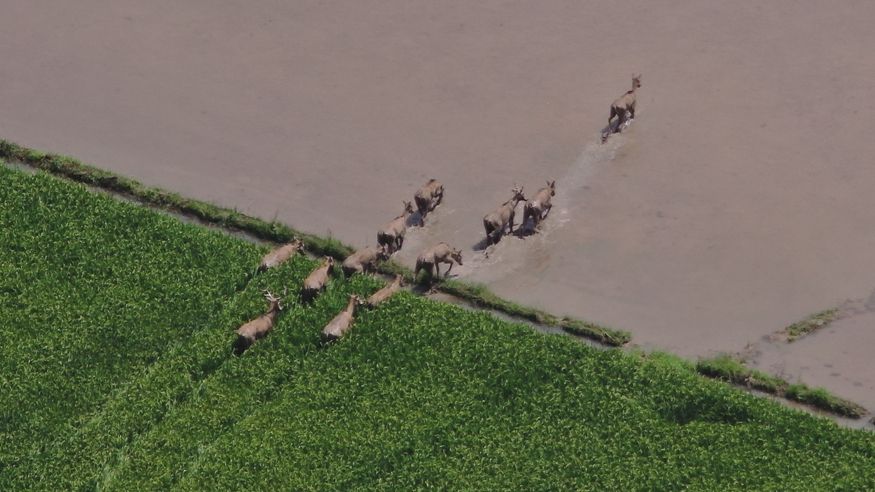 鄱阳湖水位上涨 麋鹿群进入农田 